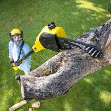 Reliable East Patchogue, NY Tree Care Services Solutions