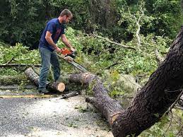  East Patchogue, NY Tree Care Services Pros