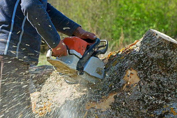 How Our Tree Care Process Works  in  East Patchogue, NY